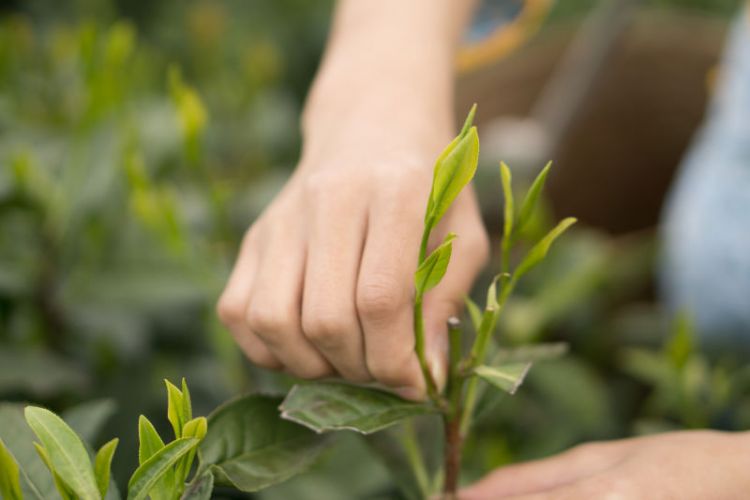 太平猴魁是最大、最好、最珍貴的茶.jpg