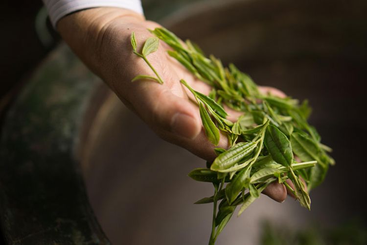 太平猴魁是最大、最好、最珍貴的茶.jpg