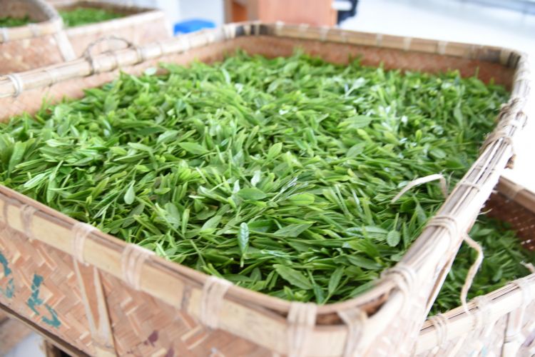 太平猴魁是最大、最好、最珍貴的茶.jpg