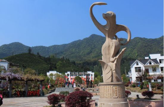 六百里太平猴魁已全面開(kāi)園采摘.jpg