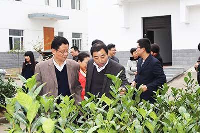 安徽省省、市政協(xié)委員視察六百里猴魁公司野茶谷.jpg