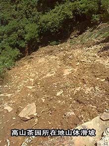 六百里茶葉基地了解洪災情況1.jpg