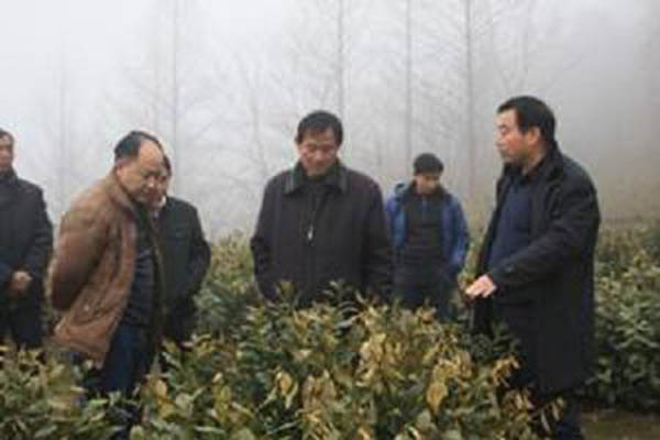 太平猴魁基地查看災情.jpg